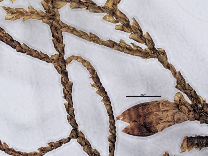 Frullania cylindrica