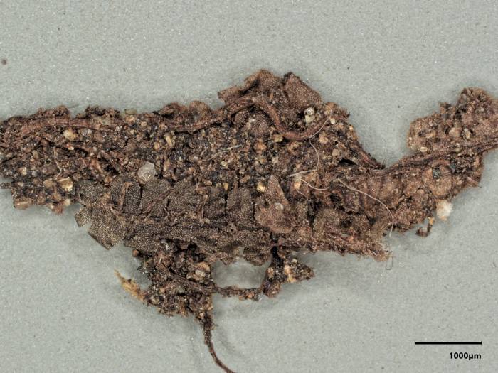 Chiloscyphus amphibolius