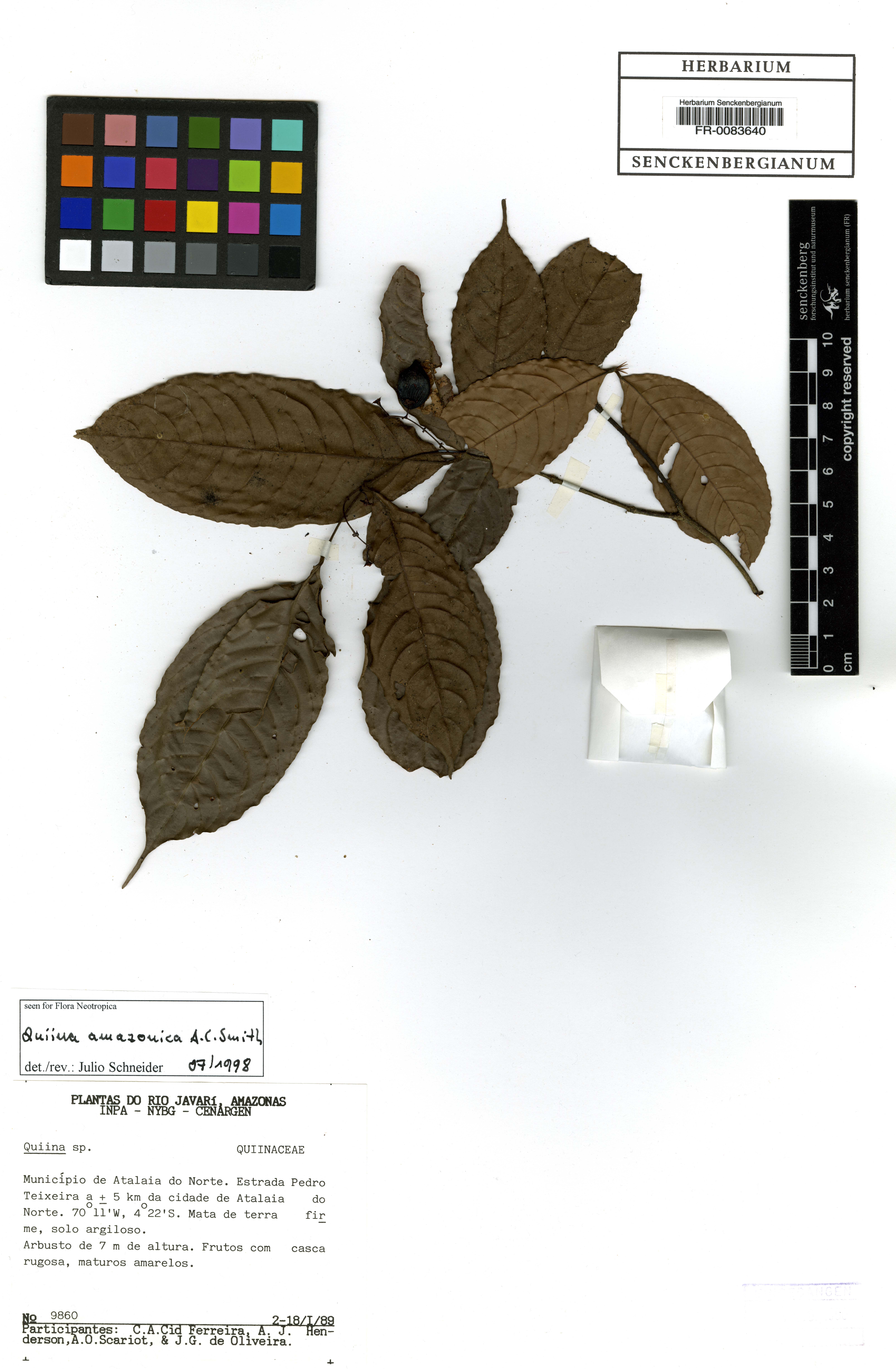 Quiina amazonica