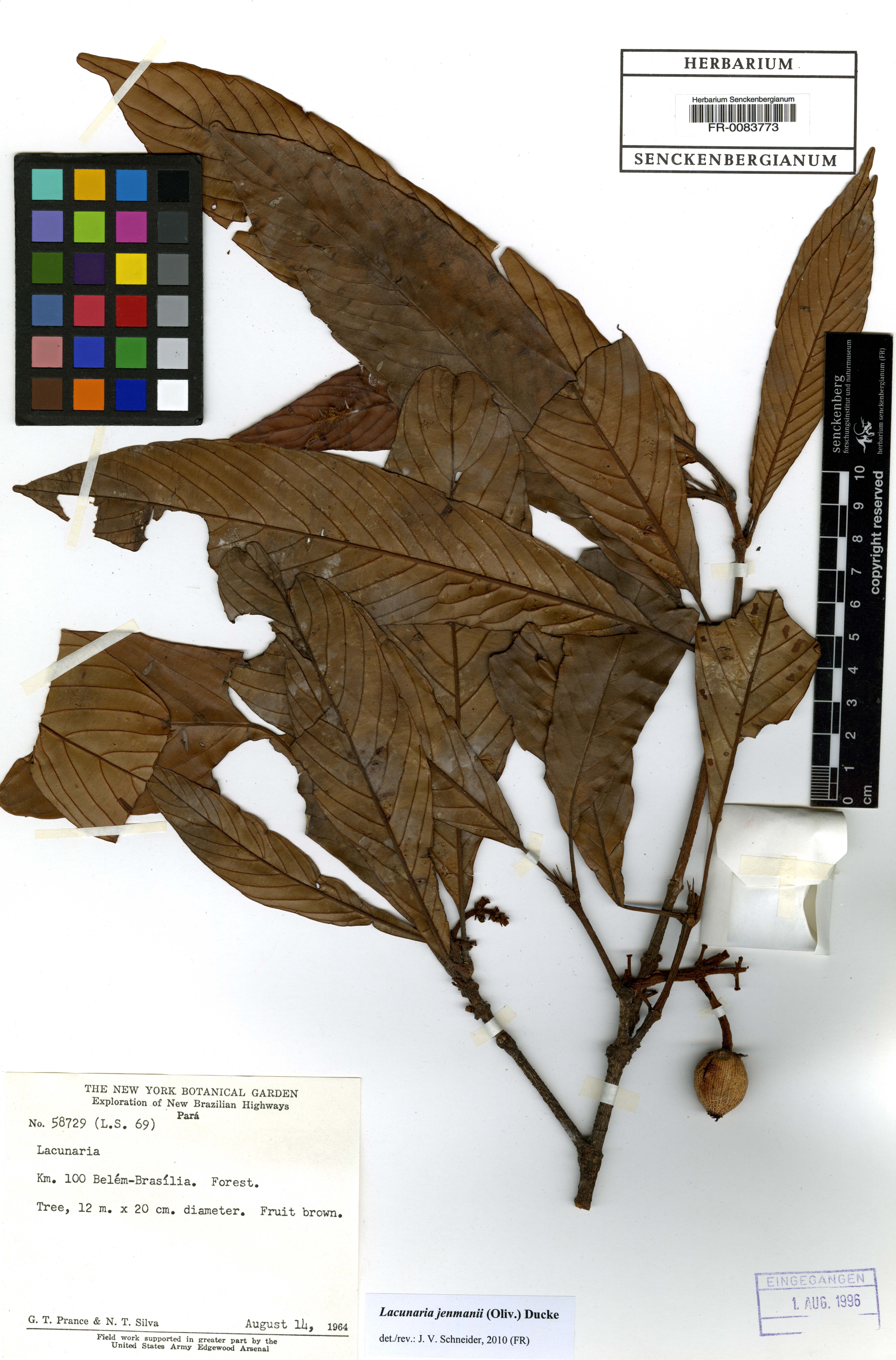 Lacunaria jenmanii