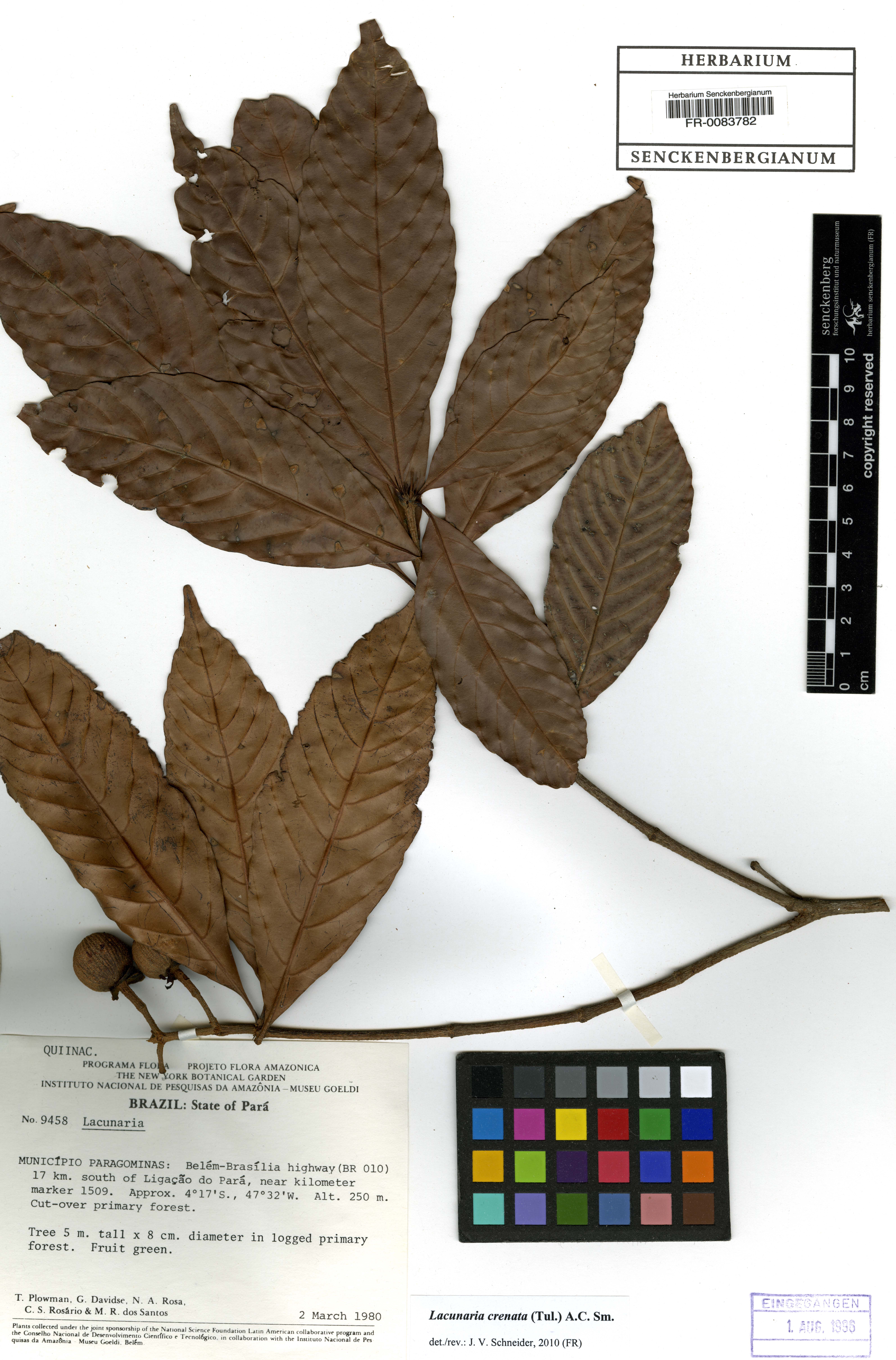 Lacunaria crenata